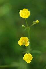 Gelbe Wiesenblume