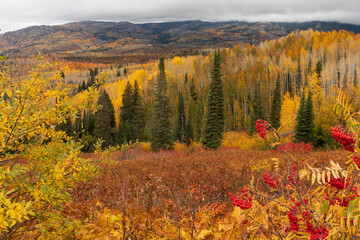 Aspen trees changing color with two pines in the center during autumn, Buffalo Pass, Steamboat...