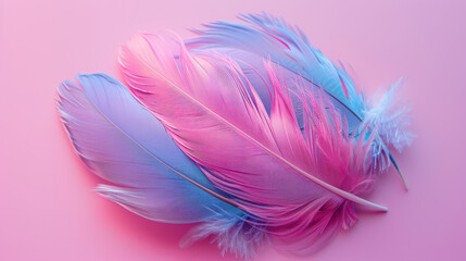 Obraz premium vibrant pink and blue bird feathers arranged beautifully on pastel background
