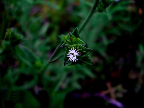 planta flor Elephantopus tomentosus         