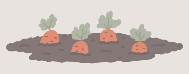 Carrots growing in garden soil in flat design. Vegetable farming process. Vector illustration isolated.