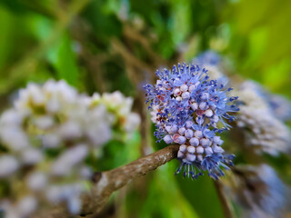 close up Bright blue flowers of the Memecylon umbellatum plant in a mountain forest