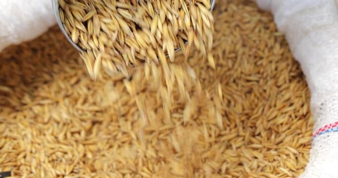 Farmer shows harvested oat at the grocery market, agricultural concept. Close up of oat whole grain in sack, slow motion