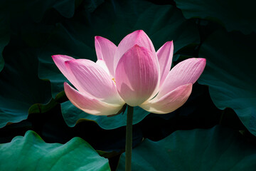 Beautiful blooming lotus flower at the pond
