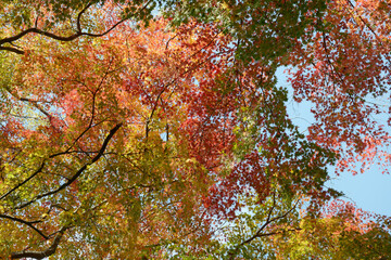 秋の彩り　森の紅葉