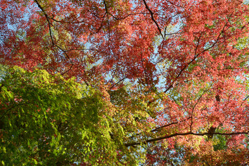 秋の彩り　森の紅葉