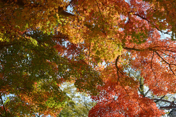 秋の彩り　森の紅葉