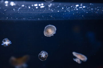 underwater photos of mediterranean jellyfish Cotylorhiza tuberculata