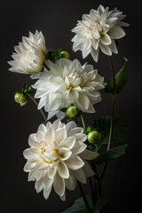 A beautiful bouquet of white dahlias on a black background © britaseifert