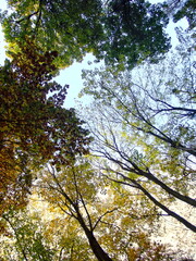 Beautiful Autumn Leaves at Sunrise