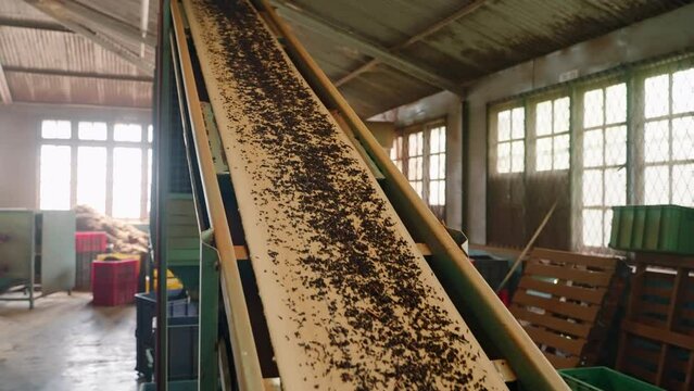 Black tea leaves on vibrating conveyor belt in factory for sorting, quality control process. Freshly dried Camellia Sinensis move along production line, automated tea sifting machine separates stems.