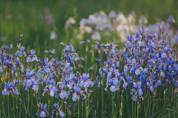 Siberian iris flourishing on a meadow with natural light rays shining on it