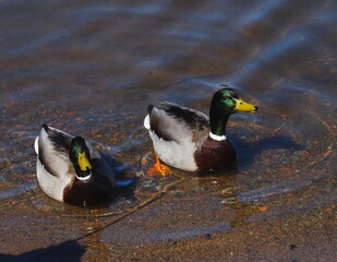 two ducks in the water