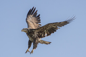 Juvenile Bald Eagle