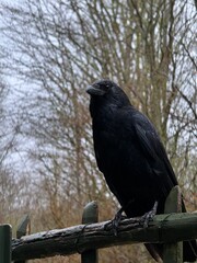 crow on a fence