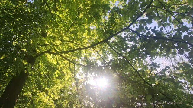 View of the canopy of deciduous trees with inflorescence. Leafy trees in bloom. Concept of spring nature and flowering broadleaf trees
