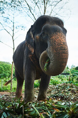 Elephant, nature and outside mammal eating, Sri Lanka animal and plants or foliage in trunk on...