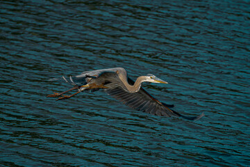Great Blue Heron