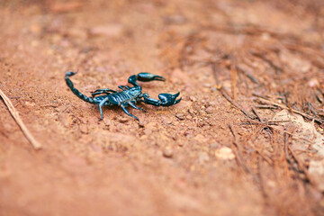 Scorpion, land and desert with sand in nature of wildlife or species with big pincers and small...