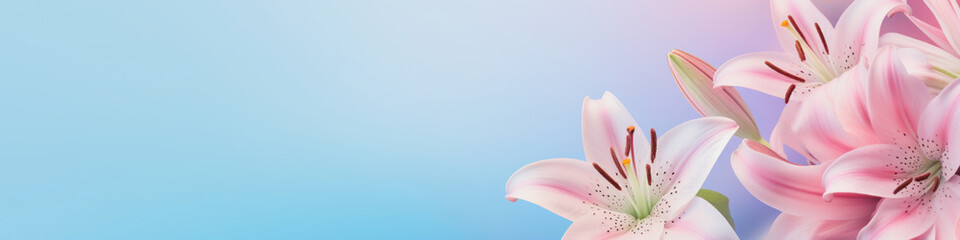Fototapeta premium banner illustration with lily flowers against light blue