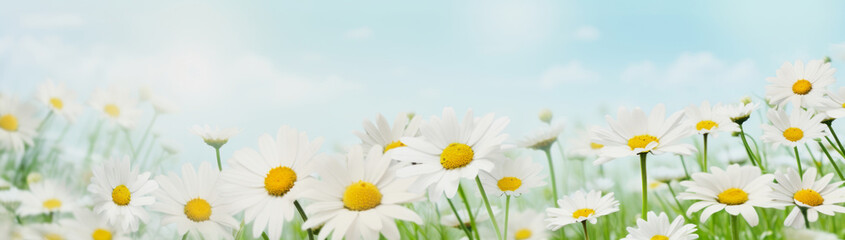 illustration of a lot of daisy flowers on a meadow with blue sky, copy space