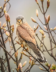 Kestrel 