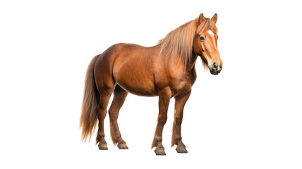 Obraz premium horse isolated on transparent png background. Generative ai