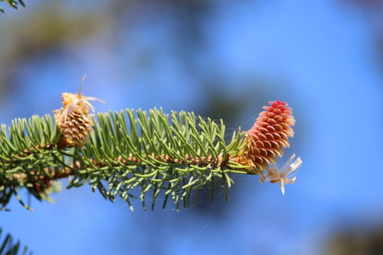Sweden. Spring Rebirth: Pine Tree with Young Cones. A conifer cone or pinecone is a seed-bearing organ on gymnosperm plants. 