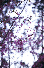 Dreamy background of pink cherry blossom in white cloud sky