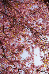 Sky background full of pink Japanese cherry blossom