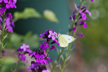 Weißling auf lila Blüte © Matthias Hafner
