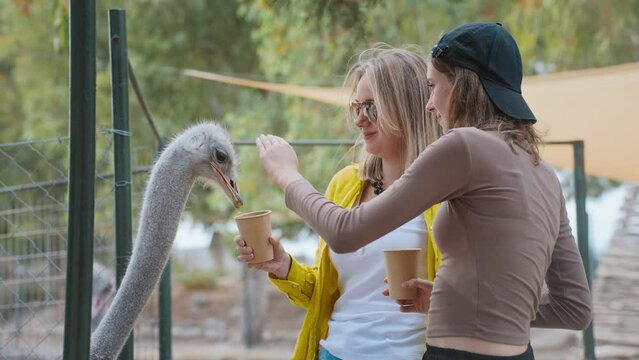 Two girls feed ostriches on a farm.