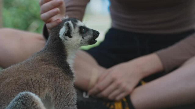 Feeding of lemur in petting zoo. Lemuroidea.