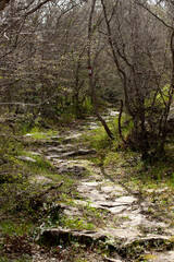 A path in the mountain forest, strewn with spring bare branches. Dense forest. Vertical. Montenegro.