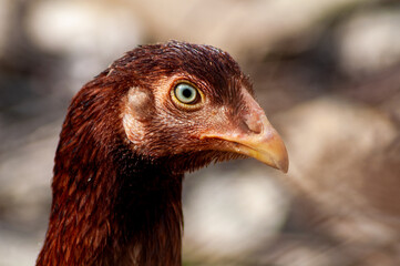 chicken, farm life