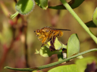 Yellow dung fly (Scathophaga stercoraria), male perching on Mediterranean spurge
