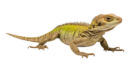Fototapeta premium lizard isolated on transparent png background. Generative ai