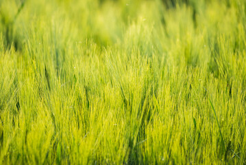 Immature Triticum - Wheat field in Uhrineves, Prague, Czech republic in Spring