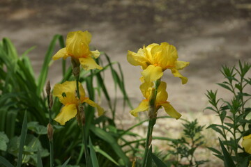 iris in spring