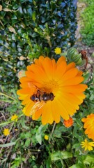 Busy bee