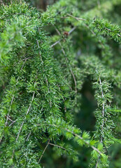 Japanese larch - Larix kaempferi Pendula. Spring overhanging Japanese larch bush with needles in...