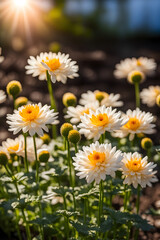 Fototapeta premium blooming chrysanthemum multiflora in the garden