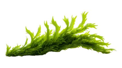 seaweed isolated on transparent png background. Generative ai