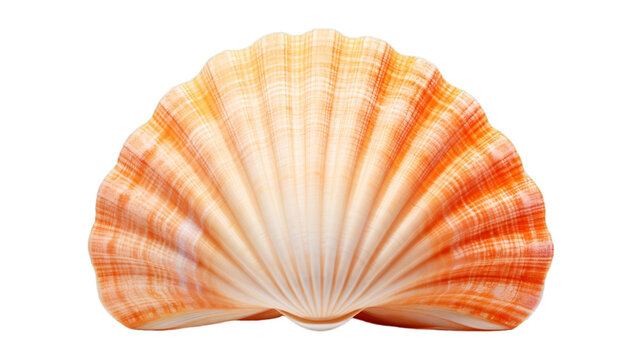 seashell isolated on transparent png background. Generative ai