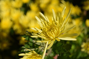 栽培中の食用菊 山形県庄内