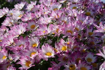 栽培中の食用菊 山形県庄内