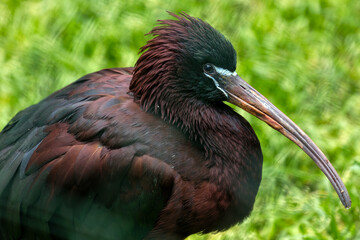 Glossy Ibis (Plegadis falcinellus) - Widespread Wader of Warm Waters