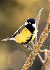 Obraz premium Great Tit (Parus major) - Europe's Busy Body Songbird