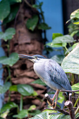 Green Heron (Butorides virescens) - Widespread Wader of the Americas