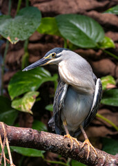 Green Heron (Butorides virescens) - Widespread Wader of the Americas